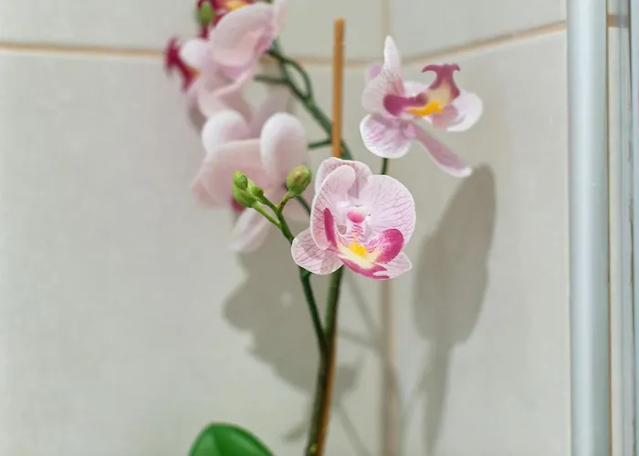 Aparthotel Vintage House Al Pozzo 4*